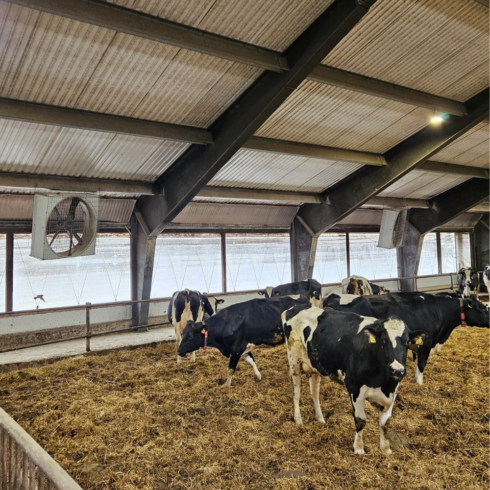 Ventilators BF 50 SuperFlow